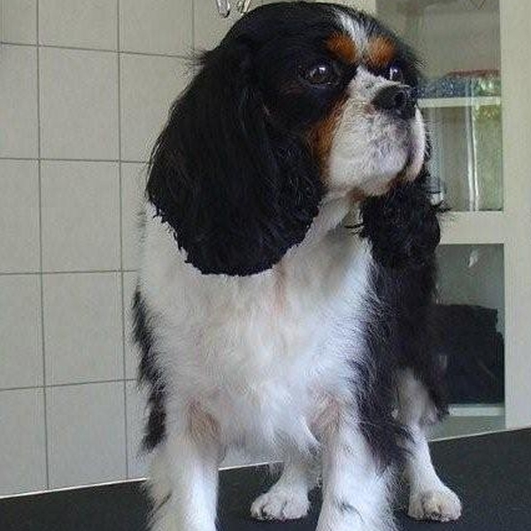 hondentrimsalon Dogs and Hounds kim voor