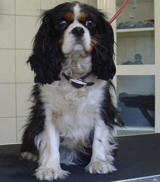 hondentrimsalon Dogs and Hounds kim voor