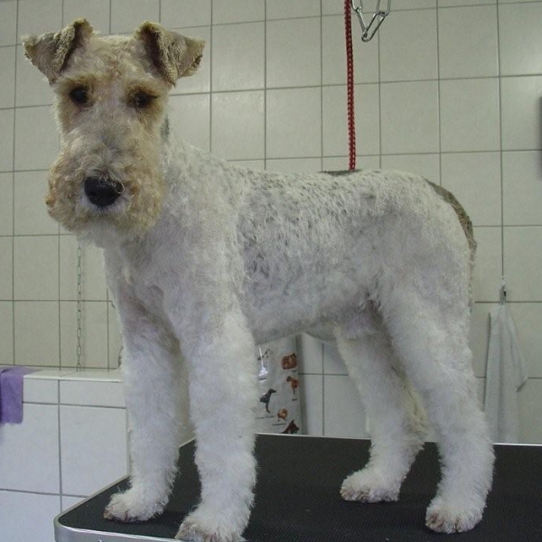 hondentrimsalon Dogs and Hounds kim voor