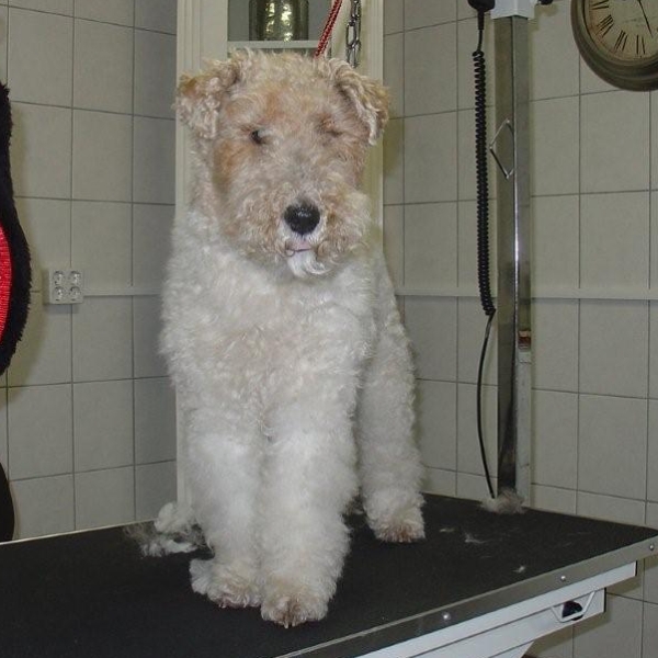 hondentrimsalon Dogs and Hounds kim voor