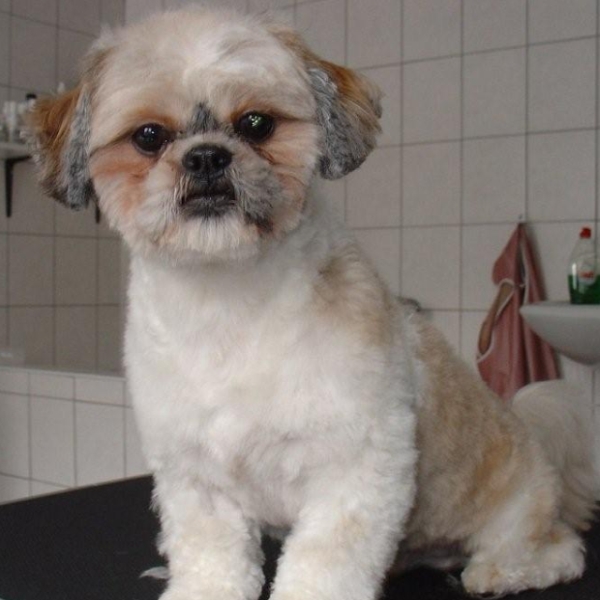 hondentrimsalon Dogs and Hounds kim voor