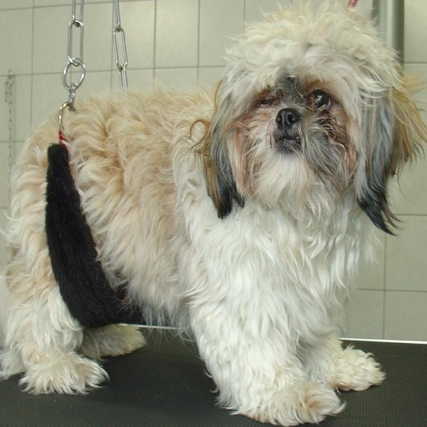 hondentrimsalon Dogs and Hounds kim voor