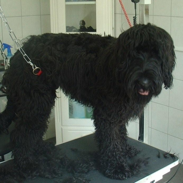 hondentrimsalon Dogs and Hounds kim voor