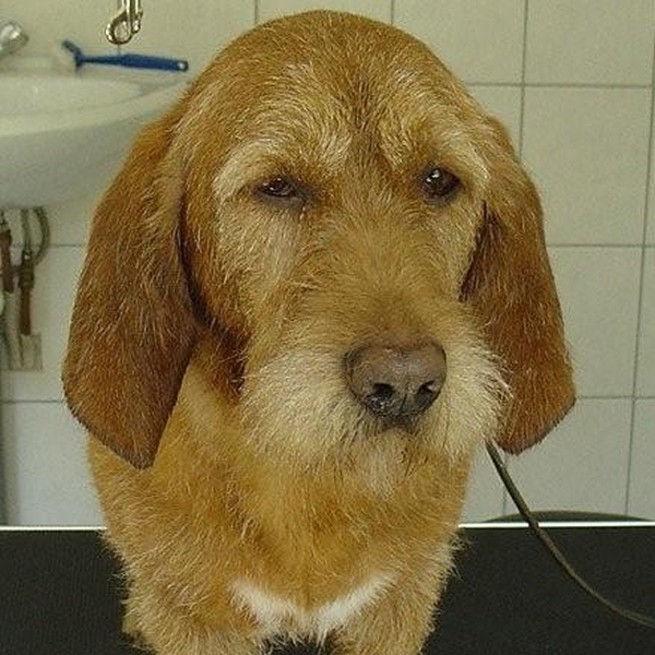 hondentrimsalon Dogs and Hounds kim voor