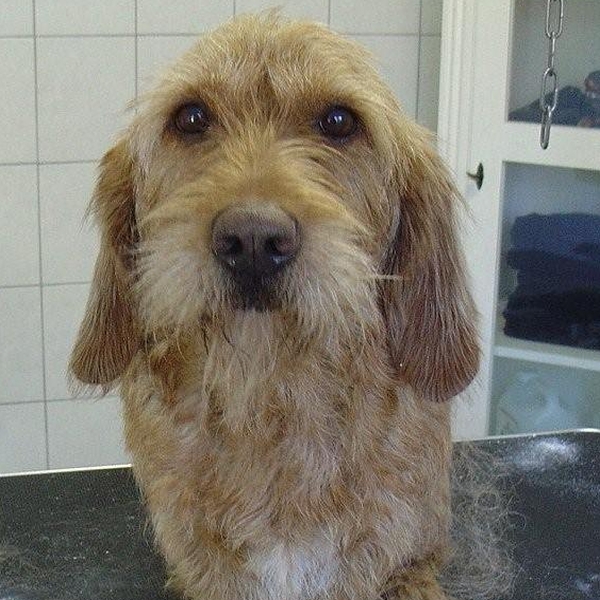 hondentrimsalon Dogs and Hounds kim voor
