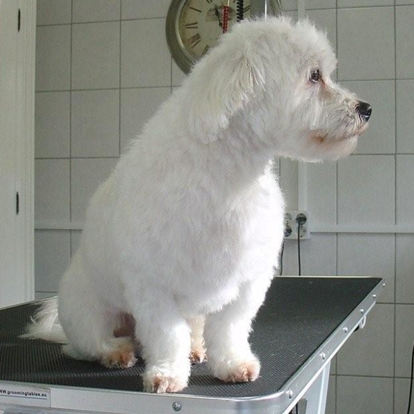 hondentrimsalon Dogs and Hounds kim voor