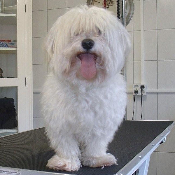 hondentrimsalon Dogs and Hounds kim voor