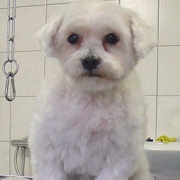 hondentrimsalon Dogs and Hounds kim voor