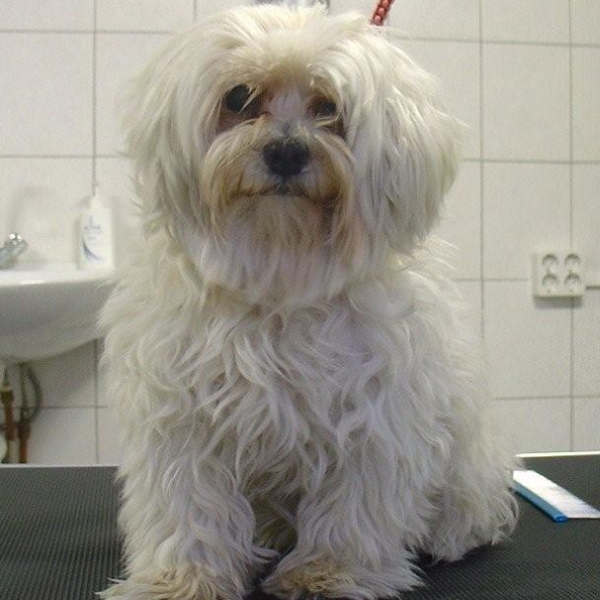 hondentrimsalon Dogs and Hounds kim voor