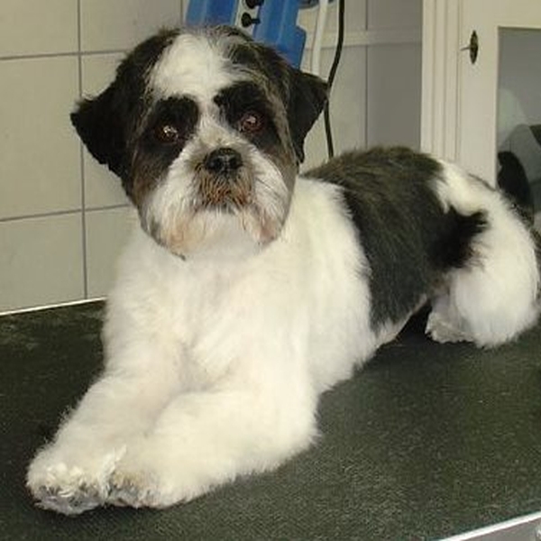 hondentrimsalon Dogs and Hounds kim voor