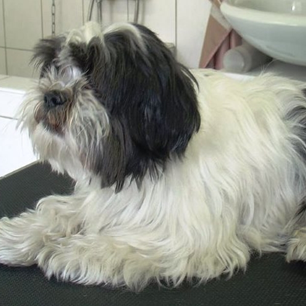 hondentrimsalon Dogs and Hounds kim voor