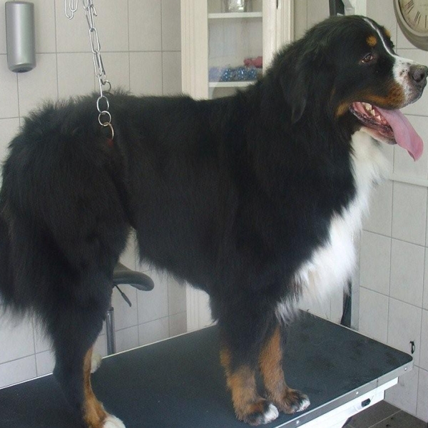 hondentrimsalon Dogs and Hounds kim voor