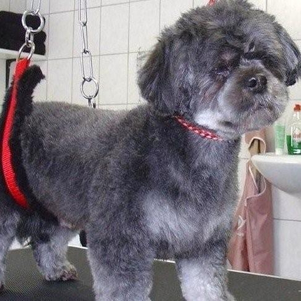 hondentrimsalon Dogs and Hounds kim voor