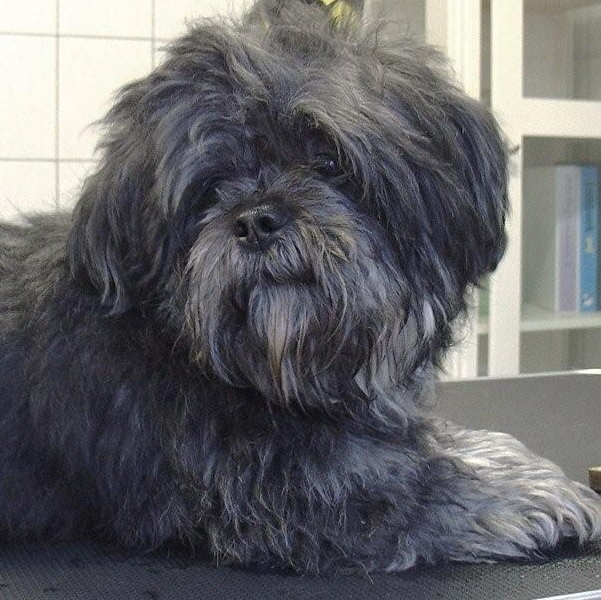hondentrimsalon Dogs and Hounds kim voor