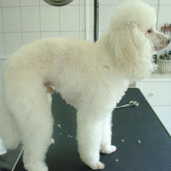 hondentrimsalon Dogs and Hounds kim voor