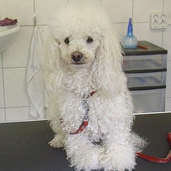 hondentrimsalon Dogs and Hounds kim voor