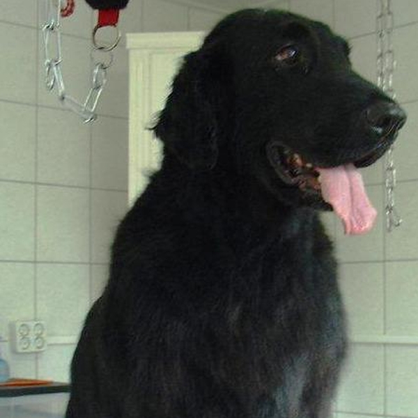 hondentrimsalon Dogs and Hounds kim voor