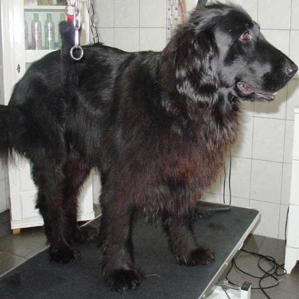 hondentrimsalon Dogs and Hounds kim voor
