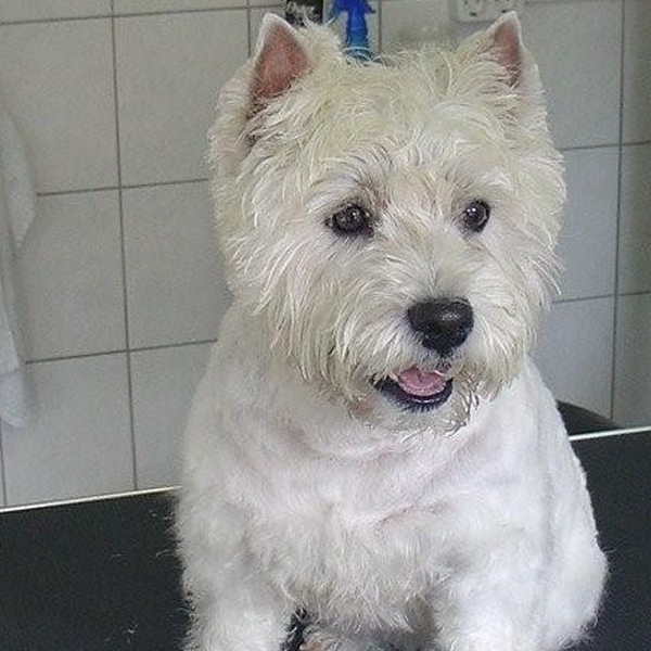 hondentrimsalon Dogs and Hounds kim voor