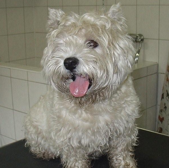 hondentrimsalon Dogs and Hounds kim voor