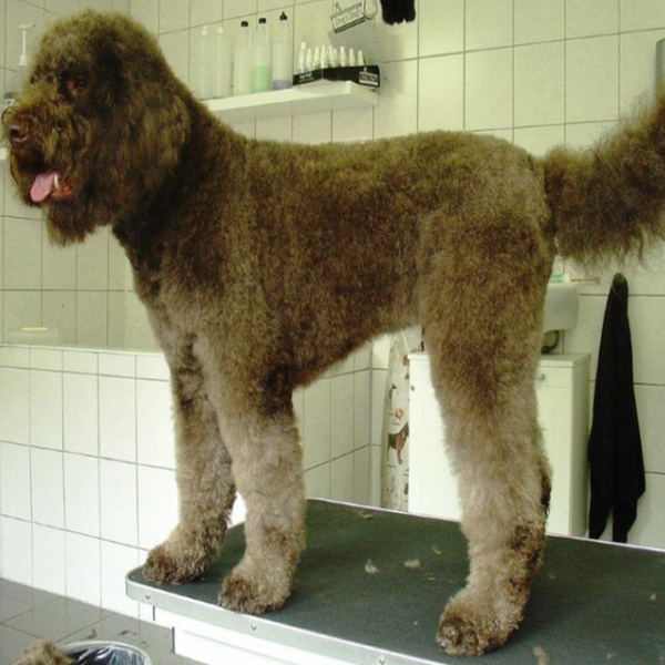 hondentrimsalon Dogs and Hounds kim voor