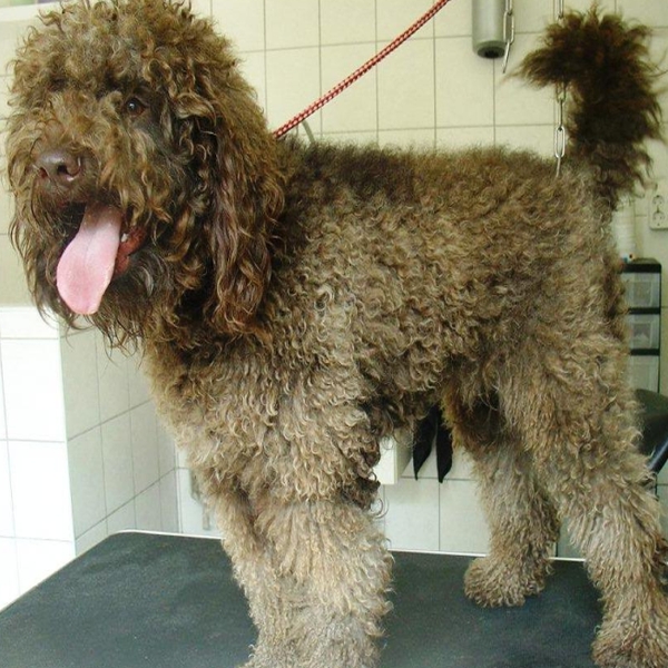 hondentrimsalon Dogs and Hounds kim voor
