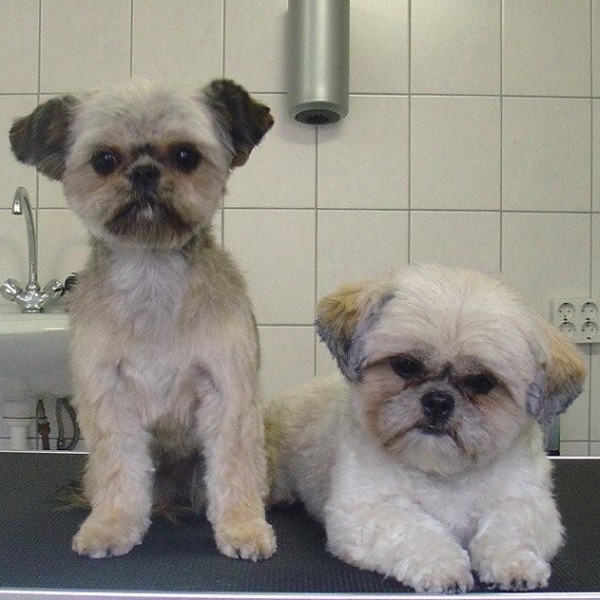hondentrimsalon Dogs and Hounds kim voor