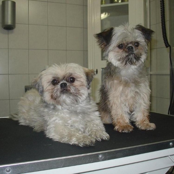 hondentrimsalon Dogs and Hounds kim voor