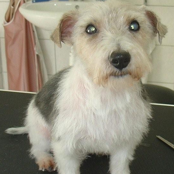 hondentrimsalon Dogs and Hounds kim voor