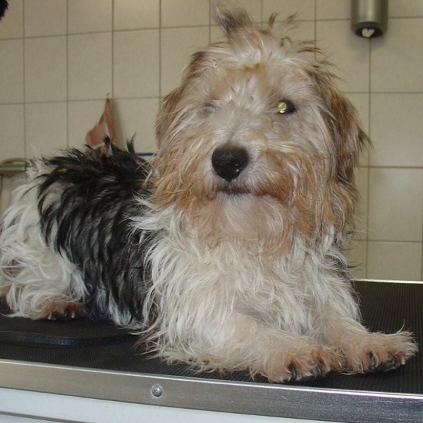 hondentrimsalon Dogs and Hounds kim voor