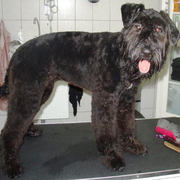 hondentrimsalon Dogs and Hounds kim voor