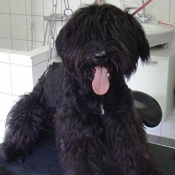 hondentrimsalon Dogs and Hounds kim voor