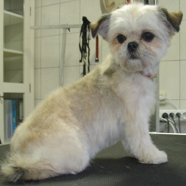 hondentrimsalon Dogs and Hounds kim voor