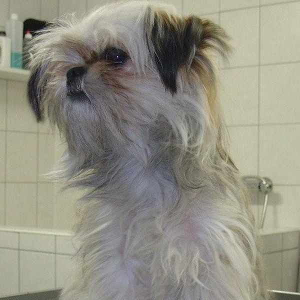 hondentrimsalon Dogs and Hounds kim voor
