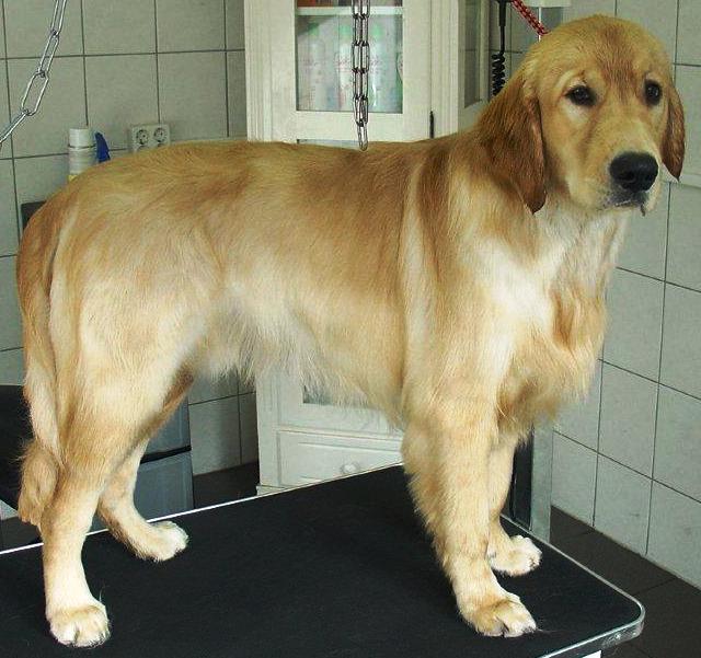 hondentrimsalon Dogs and Hounds kim voor