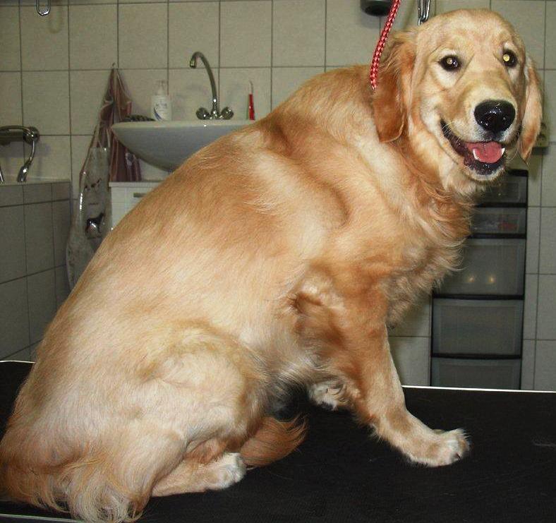 hondentrimsalon Dogs and Hounds kim voor