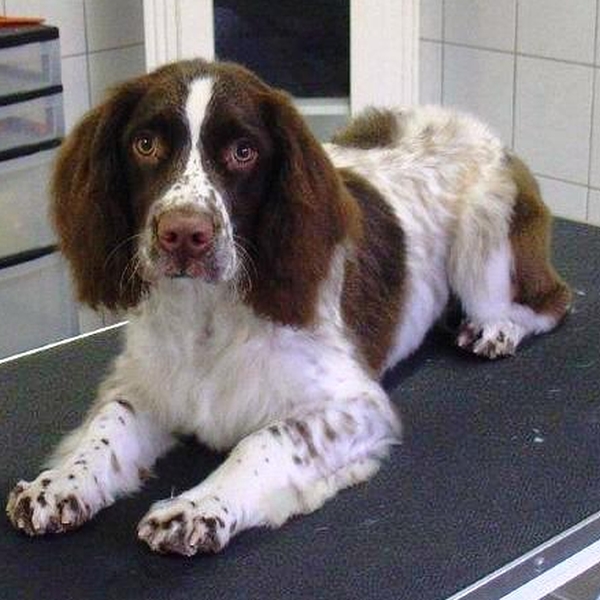 hondentrimsalon Dogs and Hounds kim voor