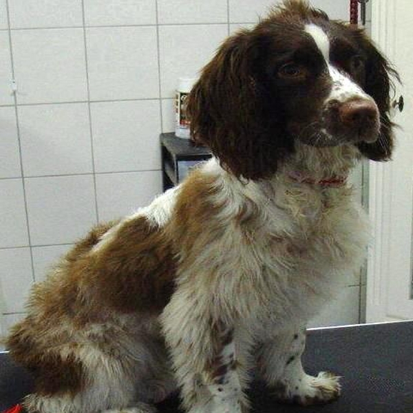 hondentrimsalon Dogs and Hounds kim voor