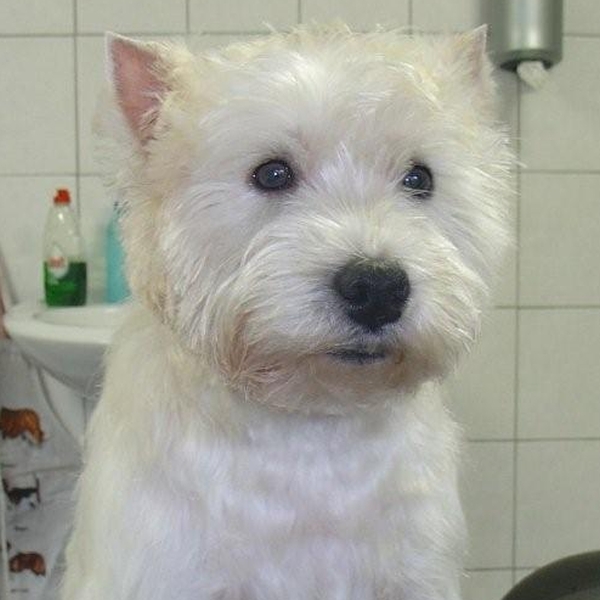 hondentrimsalon Dogs and Hounds kim voor