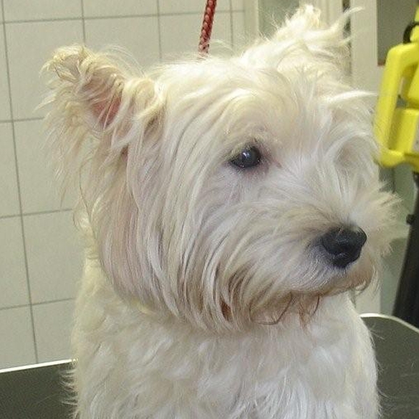 hondentrimsalon Dogs and Hounds kim voor
