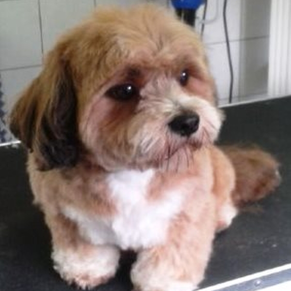 hondentrimsalon Dogs and Hounds kim voor