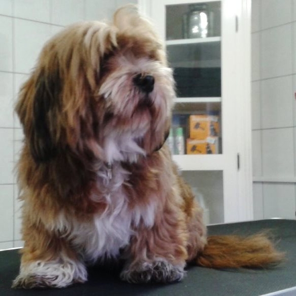 hondentrimsalon Dogs and Hounds kim voor