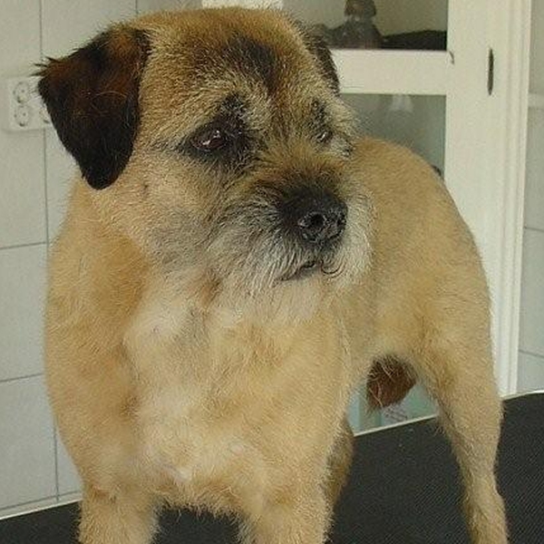 hondentrimsalon Dogs and Hounds kim voor