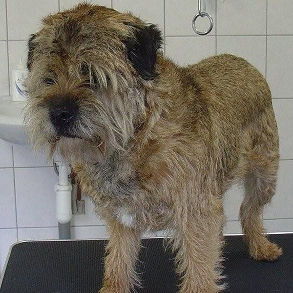 hondentrimsalon Dogs and Hounds kim voor