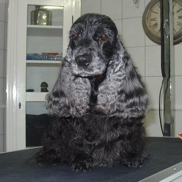 hondentrimsalon Dogs and Hounds kim voor