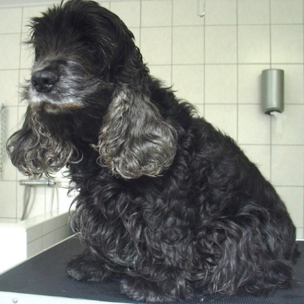 hondentrimsalon Dogs and Hounds kim voor