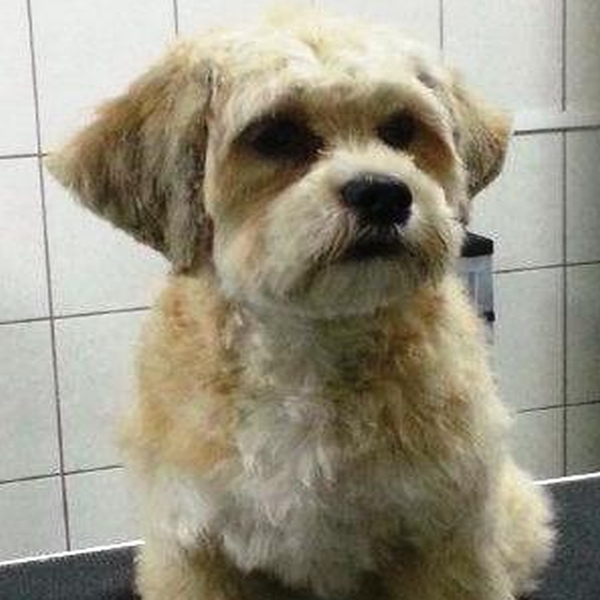hondentrimsalon Dogs and Hounds kim voor
