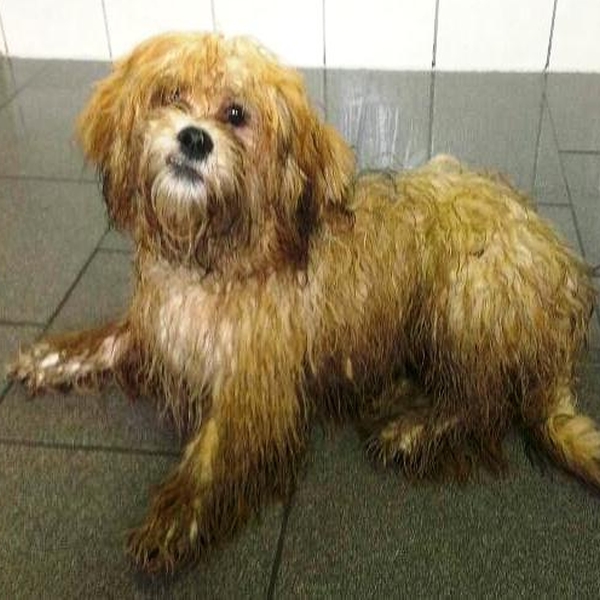 hondentrimsalon Dogs and Hounds kim voor