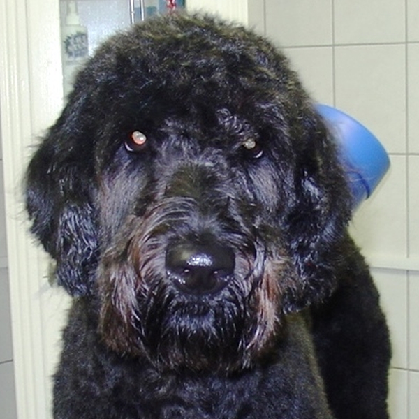 hondentrimsalon Dogs and Hounds kim voor