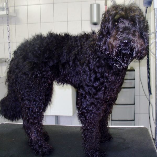 hondentrimsalon Dogs and Hounds kim voor